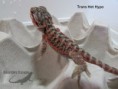 /album/thor-x-chloe/trans-het-hypo-n%c2%ba8-jpg/
